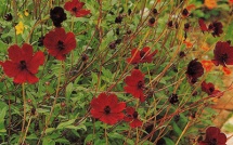 Le Cosmos aux senteurs de chocolat