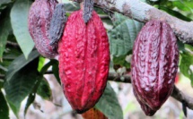 Cacao For Good : le meilleur projet éducatif et social du monde