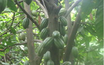 Les joyaux péruviens du cacao