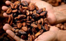 Le cacao et le coronavirus : peut-il renforcer le système immunitaire?