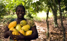 Lutter contre les plantations de cacao illégales en Côte d'Ivoire