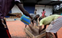 Le gouvernement ivoirien décide de soutenir leur producteur de cacao