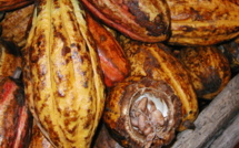 Le Cacao Trinitario (Cacaoyer)