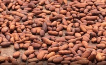 Le Ghana et la Côte d’Ivoire, une collaboration plus étroite pour protéger leur industrie du cacao