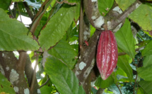 L'ingrédient puissant du cacao : la théobromine