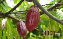 La plantation cacao : Maralumi