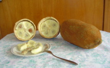 L'arbre Cupuaçu de la famille des Cacaoyers