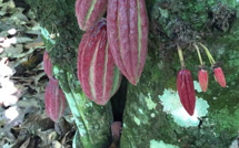 La plantation cacao : Los Anconès