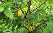 Le Cacao Guiana (Cacaoyer)