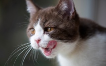 Voici les premières choses à faire si votre chat ou votre chien mange du chocolat