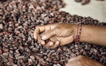 L'enseignement de l'industrie Unhas collabore avec une société de production de cacao Japonaise