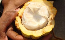 L'Inde et le Chocolat