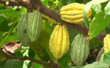 Le cacao Mercedes : le sésame de la relance économique en Côte d’Ivoire ?