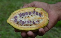 Cacao d’Excellence, édition 2015