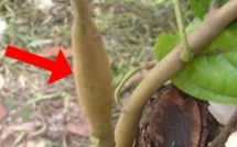 Swollen Shoot : la menace pèse sur les cacaoyères ivoiriennes