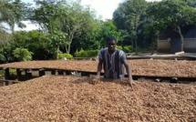 La relance du cacao camerounais enclenche la vitesse supérieure en 2015