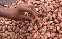 La biodiversité de 10 000 plantations de cacao du Ghana bientôt cartographiée.