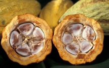La COPAL, l’Alliance des Pays producteurs de Cacao