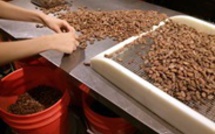Les pays membres de l’Organisation internationale du Cacao s’orientent vers une économie durable dans l’industrie du cacao.