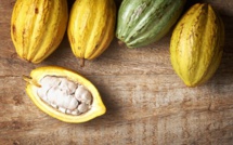 Le cacao colombien, la conquête chocolatée- partie 1