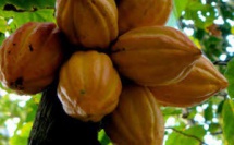 Le Cercle du Cacao à Cuba