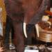 Eléphant en chocolat Eléphant en chocolat
