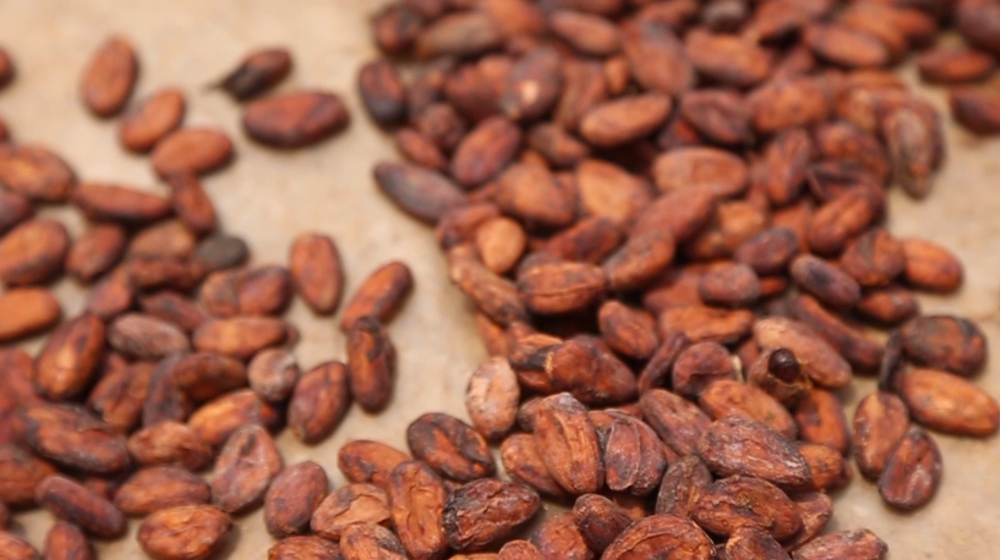Les fèves de cacao d'Earthloaf©