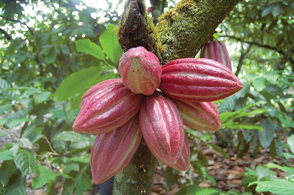 Cacao en république Dominicaine©Metizo
