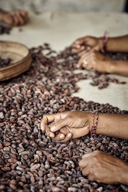  Valhrona - Triage des fèves de cacao©